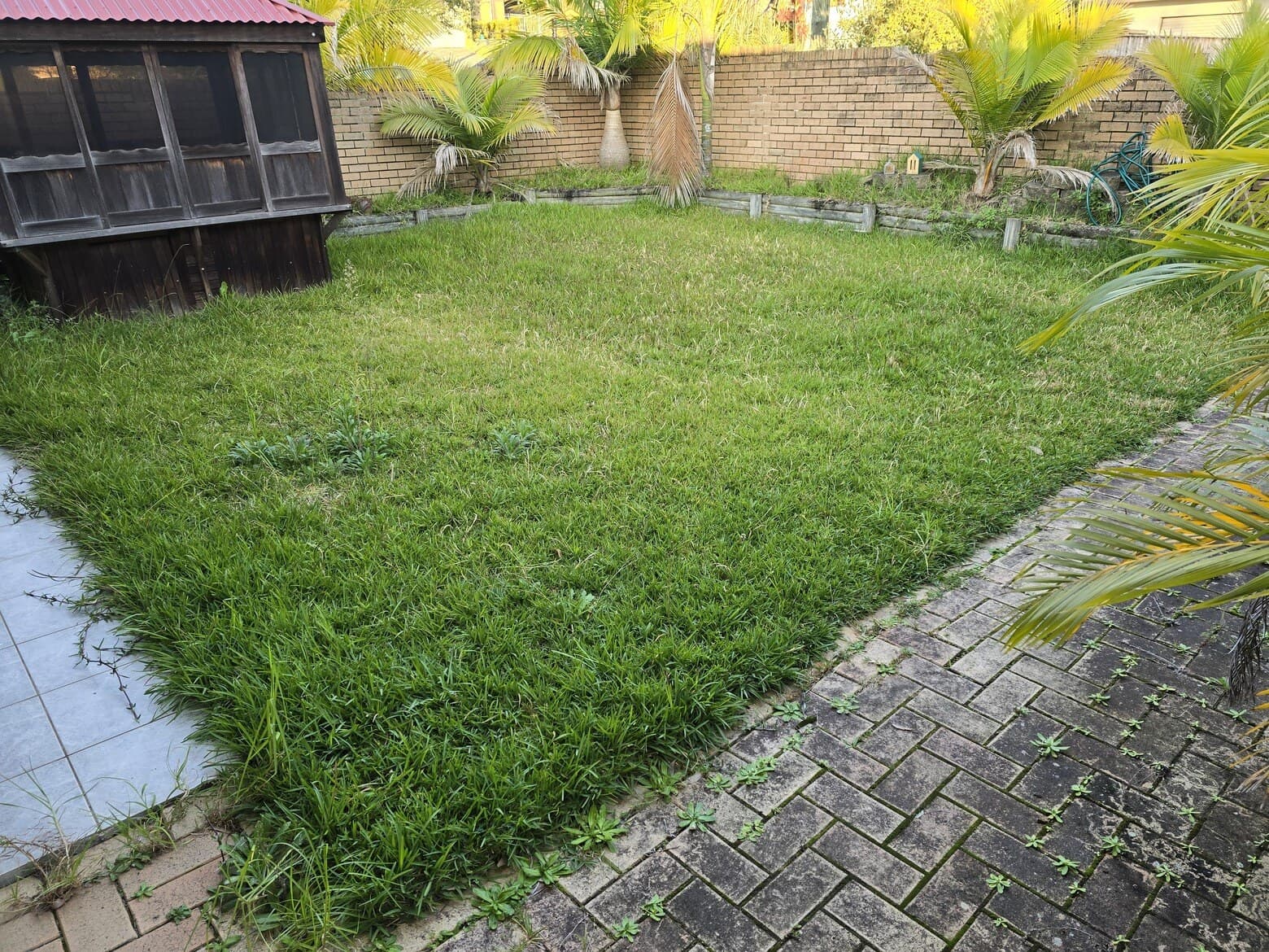 Backyard lawn before: shaggy, uneven grass creeping over the paving