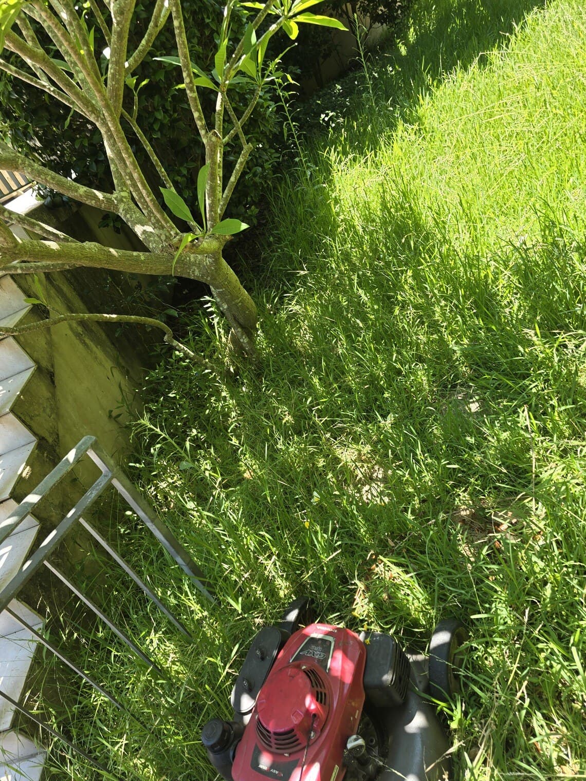 Long grass along a garden path before mowing