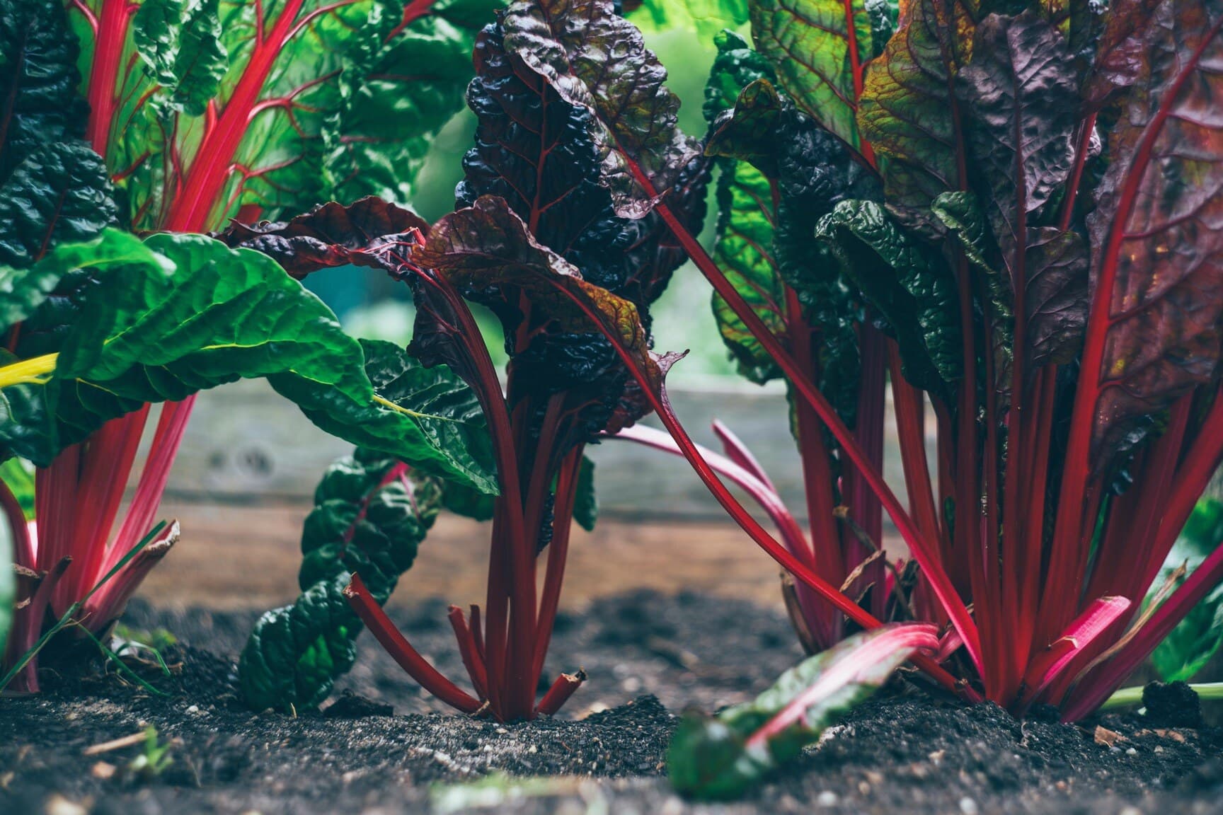 Established garden bed with healthy leafy planting