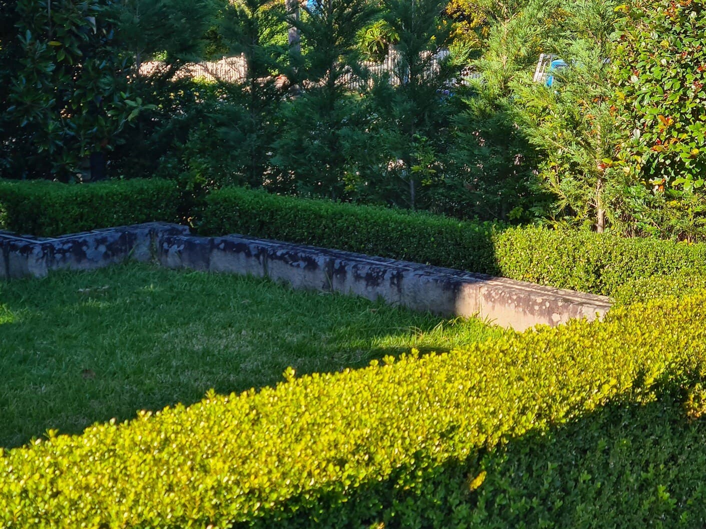 A neatly trimmed hedge and freshly mown lawn in a sunlit garden