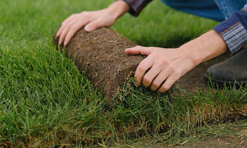 Fresh rolls of turf being laid